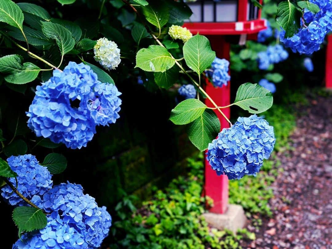 齋藤飛鳥のインスタグラム：「. 🌱🌳🌿🕊️」