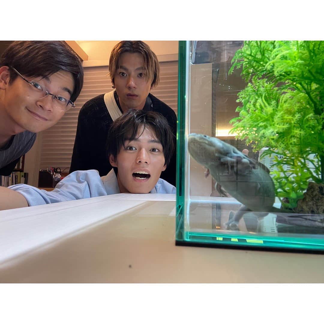 日向亘のインスタグラム：「ペントレ今夜最終回。 最後までよろしくお願いします。 加藤家のウーパールーパー꒰( ˙𐃷˙ )꒱」