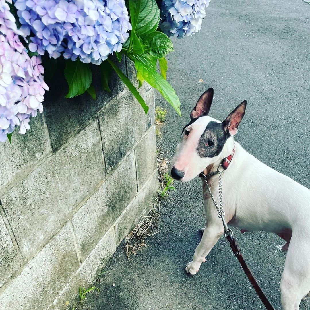 のインスタグラム：「#minituru#bull#terrier#minibullterrier#miniturubullterrier#dog#dogstagram#cute#qtaro#love#family#ミニチュア#ブルテリア#ミニチュアブルテリア#Q太郎#紫陽花」