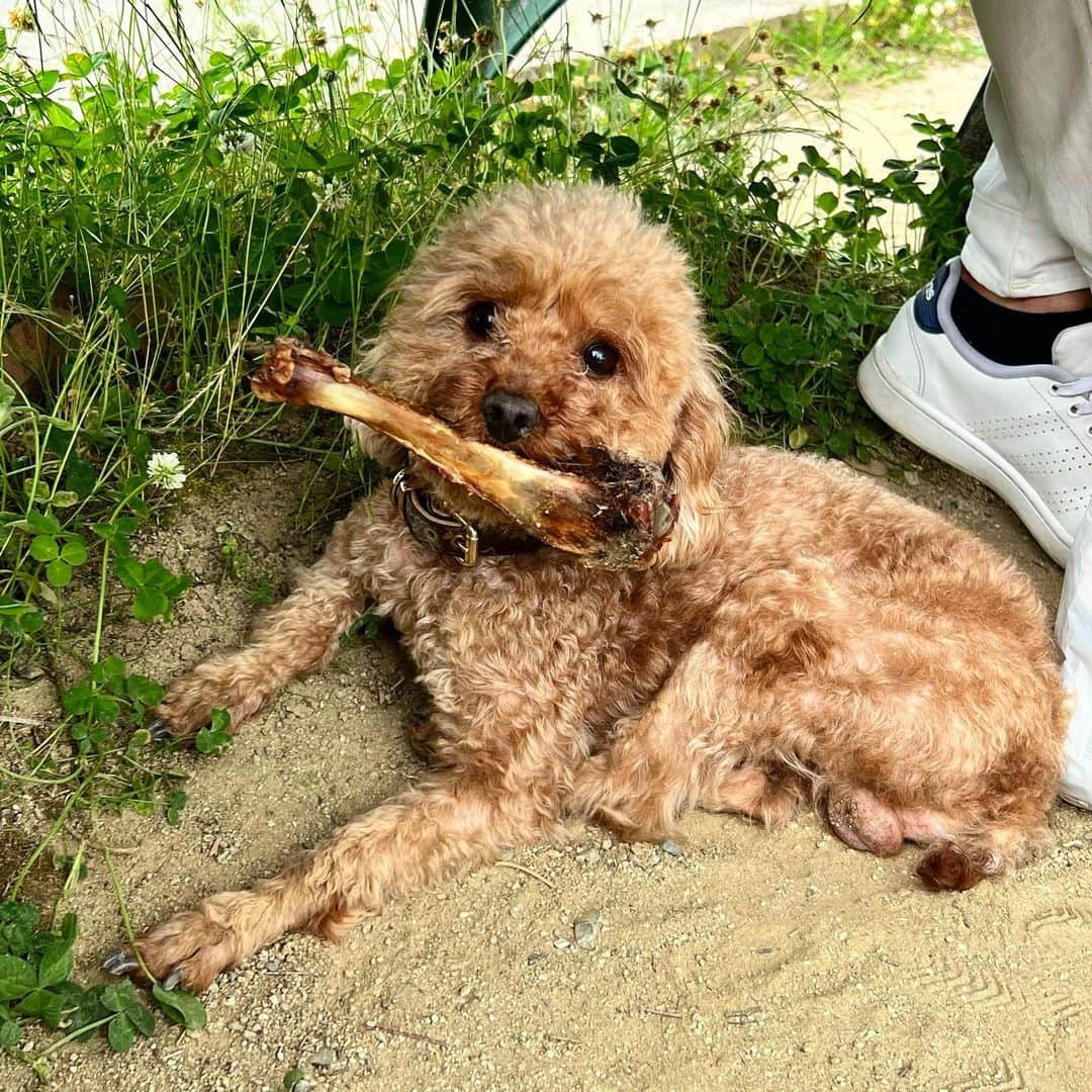 MII MAMAのインスタグラム：「. . . おひさクレールしゃん🐶♥️ . ドッグフェスで美味しいもんいっぱい 食べれて満足そーでしたとさっ🐶🍼 ------------------------------------------ 🔎White Style mi mama 良かったらチャンネル登録お願いします🙇🏽‍♀️ #YouTube#ユーチューバー#主婦ユーチューバー#MIIMAMA#チャンネル登録お願いします#2児ママ#年子ママ#ギャルママ#ぎゃるまま#アラサーママ#アラサー#30代#30代ママ#ホワイトインテリア#モノトーンインテリア#シンプルな暮らし#収納#ホワイト収納#イチナナ#イチナナライバー#専属ライバー#主婦ライバー#17LIVE#主婦YouTuber#ママYouTuber#ママライバー#幼稚園ママ#小学生ママ」