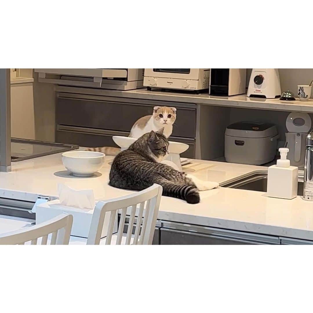 もちまるさんのインスタグラム写真 - (もちまるInstagram)「ご飯の利用が少なかった時の猫たち」6月23日 18時01分 - catmotimaru