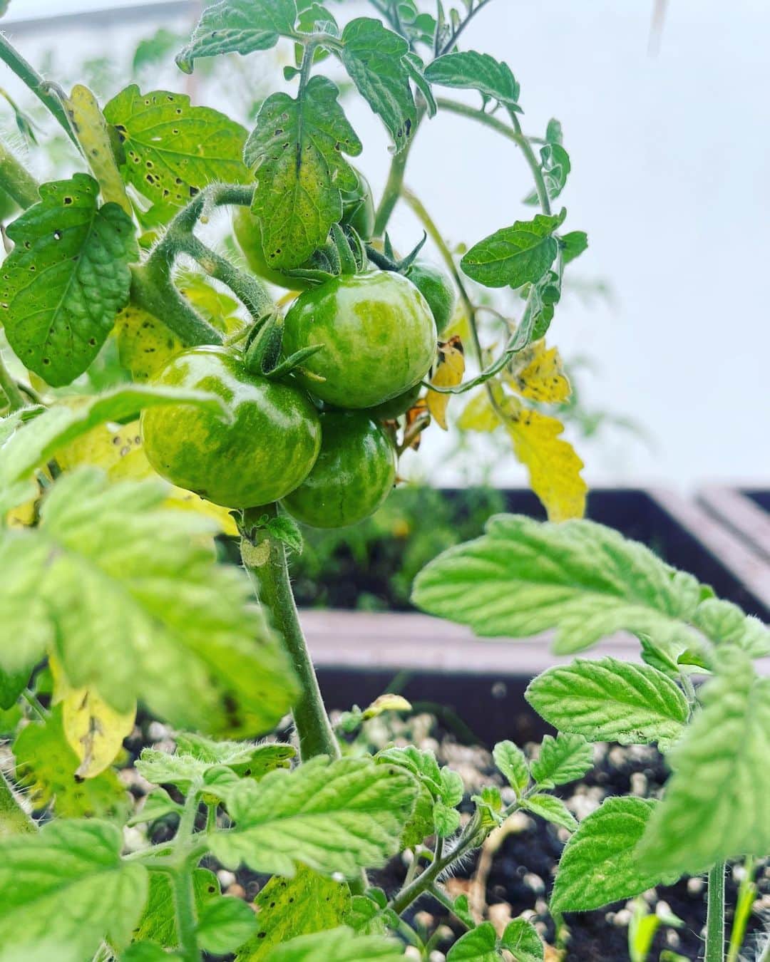 リュ・スヨンさんのインスタグラム写真 - (リュ・スヨンInstagram)「. 옥상텃밭  고추🌶️토마토 🍅완두콩🫛 그리고 앵두🍒  토마토가 으슬으슬해보여 아버지가 보내주신  #거름 을 더해주었다.  튼튼하게 잘자라야해🍀  #roofgarden  #smallgarden」6月23日 18時09分 - suyoung_ryu