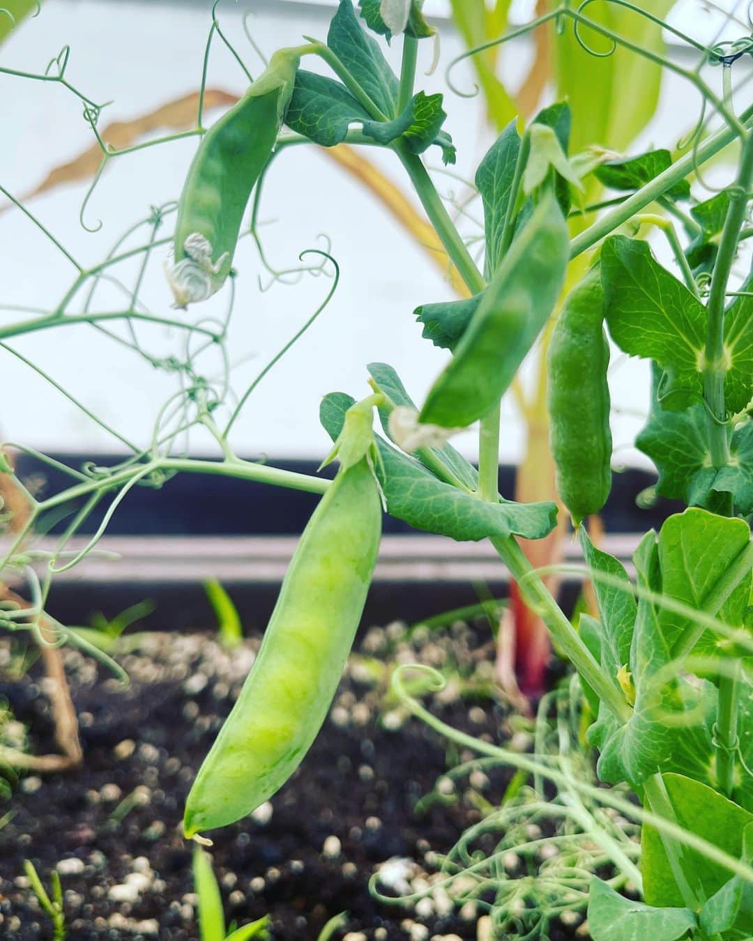 リュ・スヨンさんのインスタグラム写真 - (リュ・スヨンInstagram)「. 옥상텃밭  고추🌶️토마토 🍅완두콩🫛 그리고 앵두🍒  토마토가 으슬으슬해보여 아버지가 보내주신  #거름 을 더해주었다.  튼튼하게 잘자라야해🍀  #roofgarden  #smallgarden」6月23日 18時09分 - suyoung_ryu