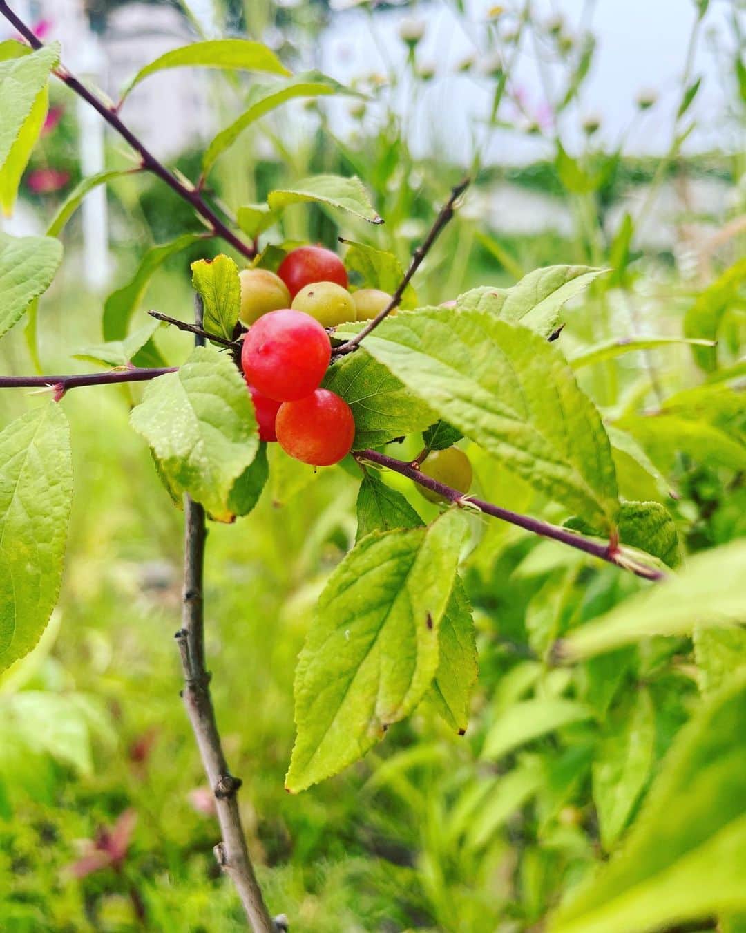 リュ・スヨンさんのインスタグラム写真 - (リュ・スヨンInstagram)「. 옥상텃밭  고추🌶️토마토 🍅완두콩🫛 그리고 앵두🍒  토마토가 으슬으슬해보여 아버지가 보내주신  #거름 을 더해주었다.  튼튼하게 잘자라야해🍀  #roofgarden  #smallgarden」6月23日 18時09分 - suyoung_ryu