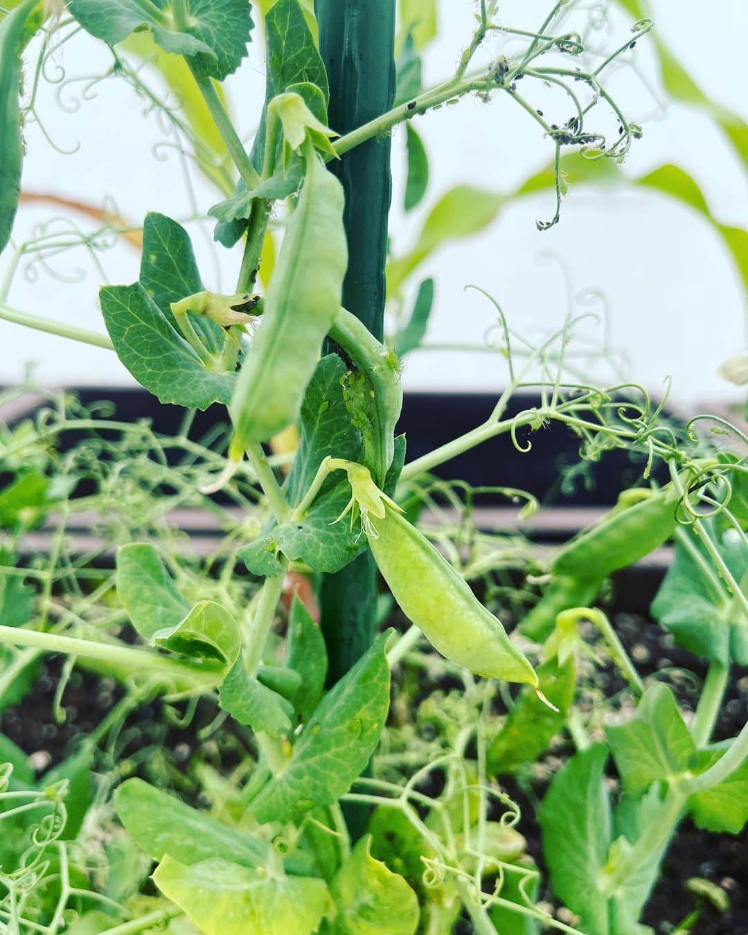 リュ・スヨンさんのインスタグラム写真 - (リュ・スヨンInstagram)「. 옥상텃밭  고추🌶️토마토 🍅완두콩🫛 그리고 앵두🍒  토마토가 으슬으슬해보여 아버지가 보내주신  #거름 을 더해주었다.  튼튼하게 잘자라야해🍀  #roofgarden  #smallgarden」6月23日 18時09分 - suyoung_ryu