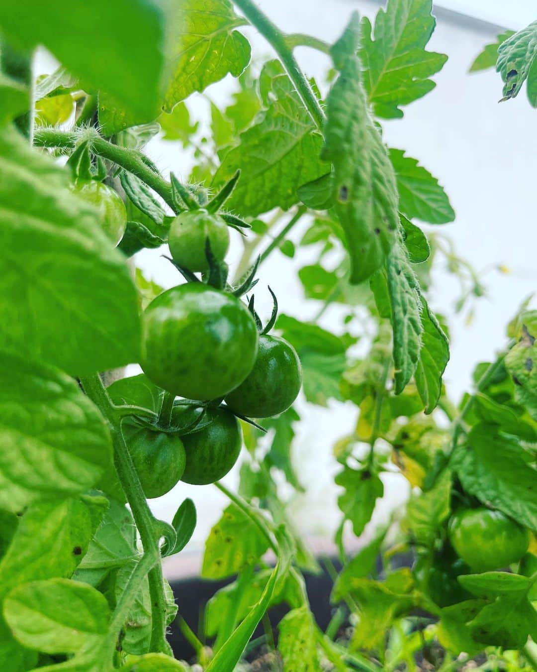 リュ・スヨンさんのインスタグラム写真 - (リュ・スヨンInstagram)「. 옥상텃밭  고추🌶️토마토 🍅완두콩🫛 그리고 앵두🍒  토마토가 으슬으슬해보여 아버지가 보내주신  #거름 을 더해주었다.  튼튼하게 잘자라야해🍀  #roofgarden  #smallgarden」6月23日 18時09分 - suyoung_ryu