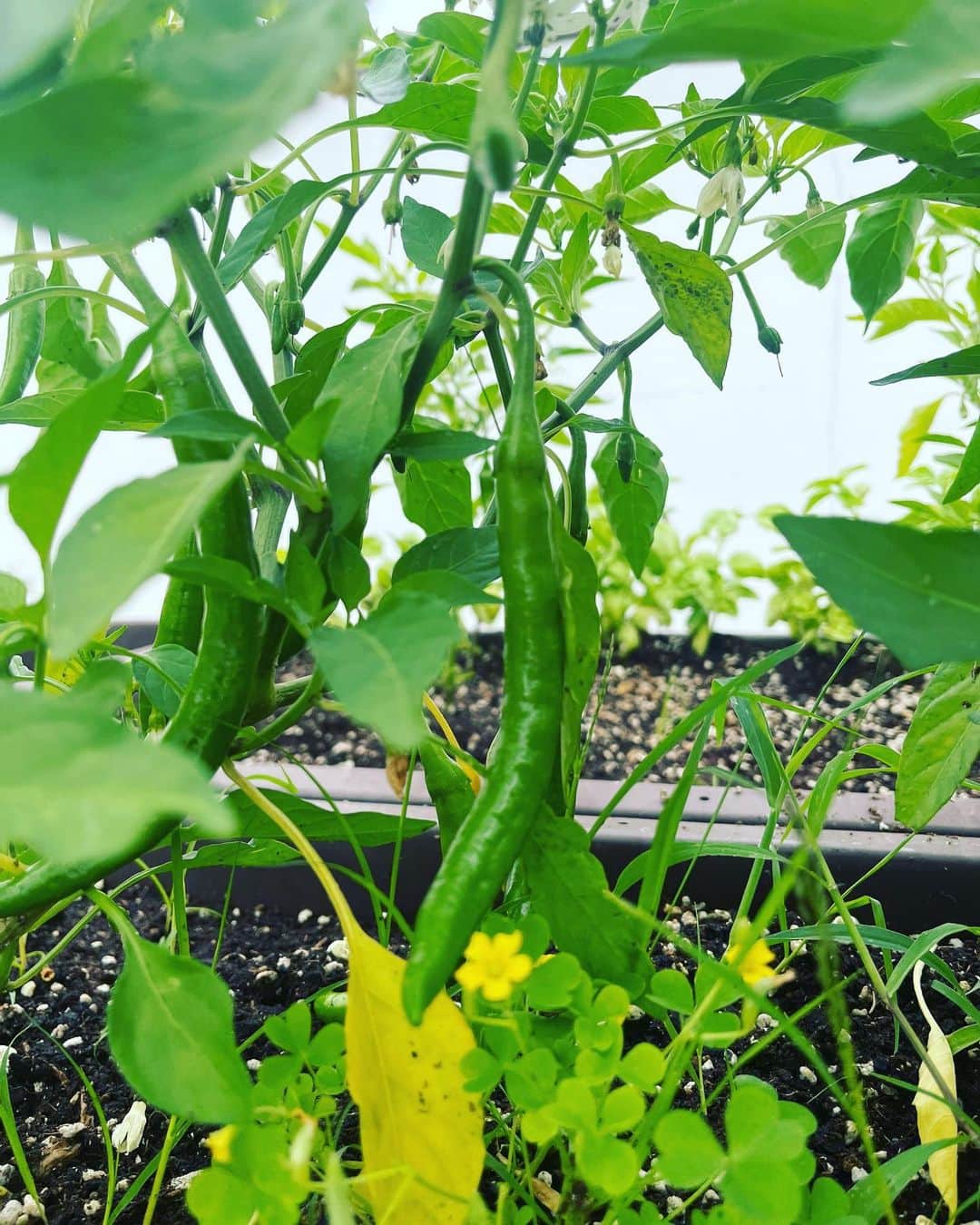 リュ・スヨンのインスタグラム：「. 옥상텃밭  고추🌶️토마토 🍅완두콩🫛 그리고 앵두🍒  토마토가 으슬으슬해보여 아버지가 보내주신  #거름 을 더해주었다.  튼튼하게 잘자라야해🍀  #roofgarden  #smallgarden」