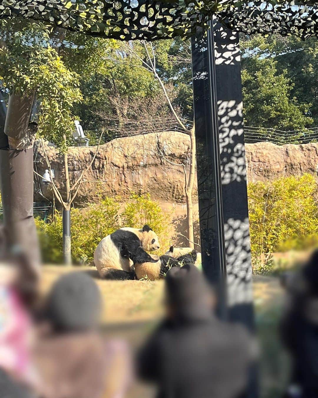 山﨑愛生さんのインスタグラム写真 - (山﨑愛生Instagram)「今日は上野動物園の シャオシャオさん🐼 レイレイさん🐼 お誕生日です🎂🎂 .*♥Happy Birthday ♥*.  📷 ♡#上野動物園 に行った時の写真！ 木の上にいるよ〜🪵 @ueno_zoo_official さん  ♡2枚目は、 お母さんパンダさんのシンシンさんと一緒に遊んでるよ〜♪ 背中の丸みが特に可愛いね〜💕  #シャオシャオ さん #レイレイ さん #シャオシャオとレイレイ  #シンシン さん  #パンダさん   #山﨑愛生  #パンダさんパワー  #モーニング娘23 #morningmusume23」6月23日 18時13分 - mei_yamazaki.official