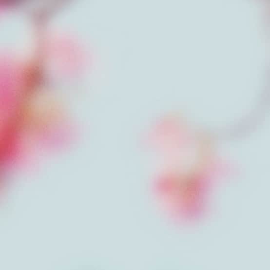 わたしの幸せな結婚のインスタグラム：「映画『わたしの幸せな結婚』 2023.9.27(水)Blu-ray＆DVD発売🌸 本日より予約開始💍 #目黒蓮(#SnowMan)#今田美桜 #映画わた婚」