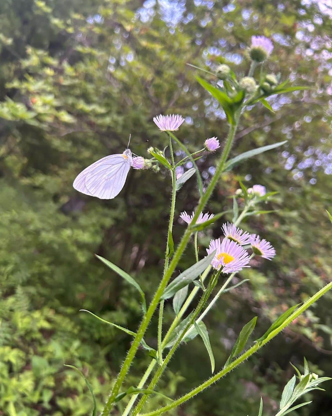 羽生アリサさんのインスタグラム写真 - (羽生アリサInstagram)「こないだ☺️☀️🦋👒🤍  華麗な釣り現場に遭遇して思わず拍手しちゃった👏🤩🎣 久々にYouTube撮ってみたのだけどボツになりそうなので、よかったらストーリー見てみてください🫶🤣  #最近の羽生さん  #👙 #🦋 #👒 #🏞」6月23日 10時27分 - arisa_hanyu