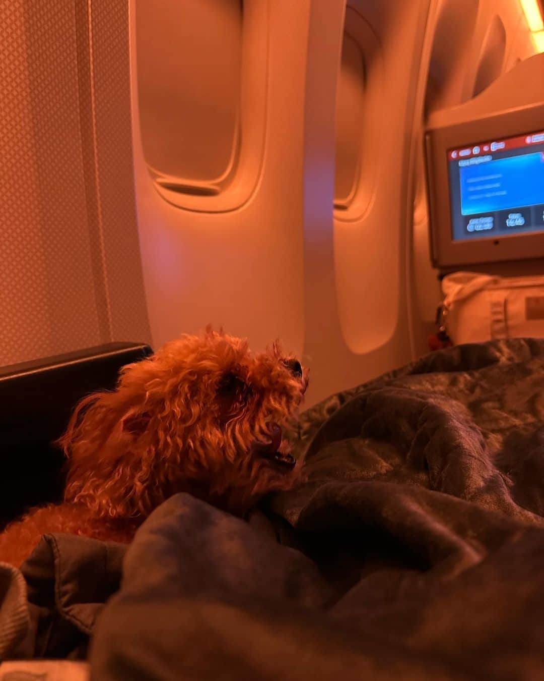 落合リザのインスタグラム：「私より飛行機慣れしてるお犬様🐾 お手洗い行ってる時も1人でお座りできる子。」