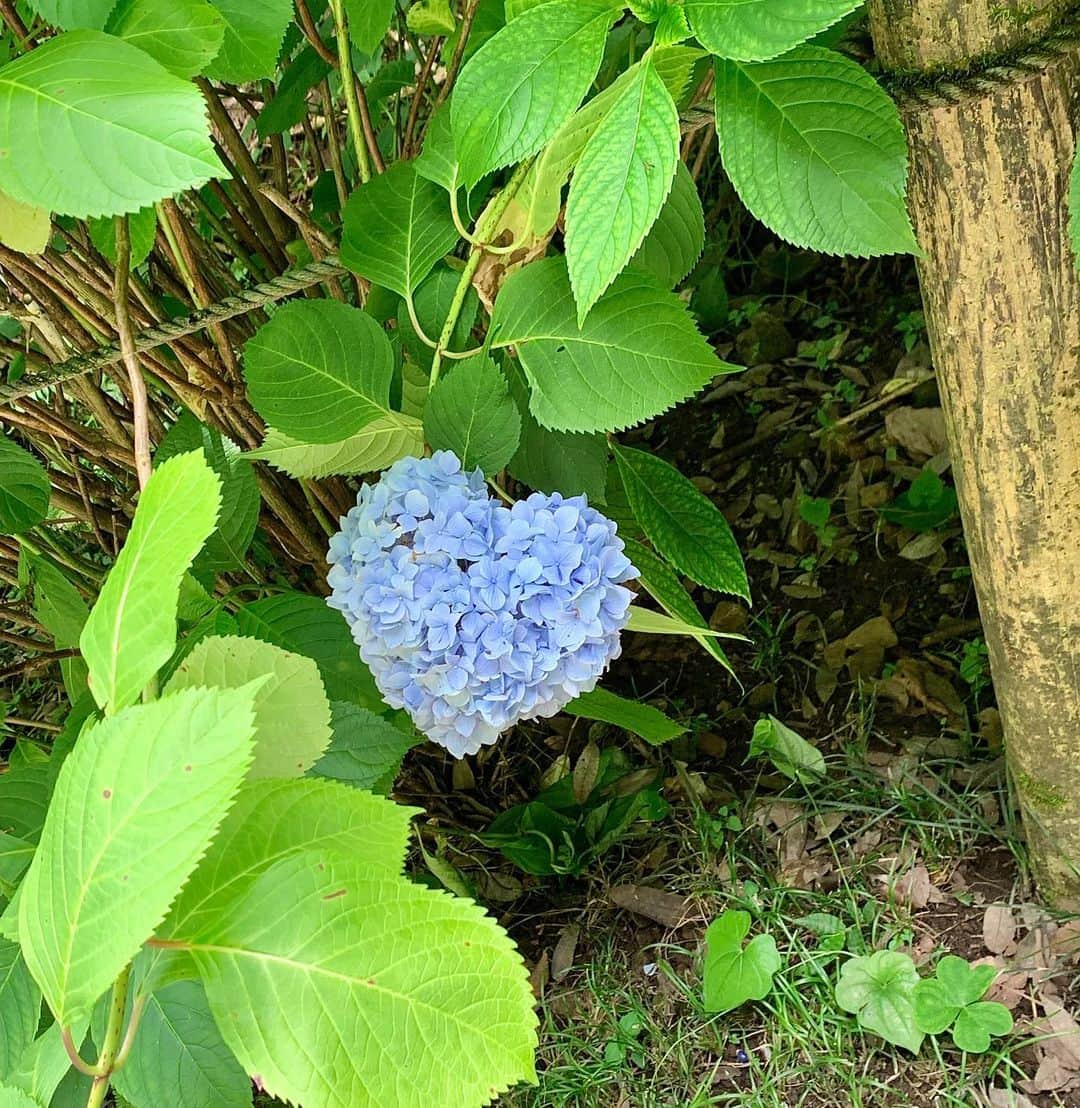 大出千尋のインスタグラム：「先日、家族で紫陽花を見に行ったとき、 🩵の紫陽花を発見☺️  1ヶ月間の一時帰国も残り1週間 10ヶ月も日本を離れたのが初めてで、家族や友人、事務所の皆さんに会えたりとーっても充実した1ヶ月間でした✨ 滞在中は実家で、家の中をダッシュで駆け回る息子の面倒をずっと一緒に見てくれたり、毎日美味しいご飯を作ってくれた両親には心から感謝💞 食べたかった日本の味に癒されました☺️  改めて、忙しい中時間を作ってくれた友人にも感謝です✨なかなか都内にも行けず、会えなかった人もいたので、次回の一時帰国の時は是非会いたいです！  そろそろ🗽に戻る準備をします💪 スーツケースと買い過ぎた色々を眺めては、入り切るんだろうか、、と立ちすくんでいますが笑  まずは息子と二人、１３時間のフライトも楽しめますように！集中して遊んでくれるだろう、サプライズのおもちゃも仕込み中🤭  #一時帰国」