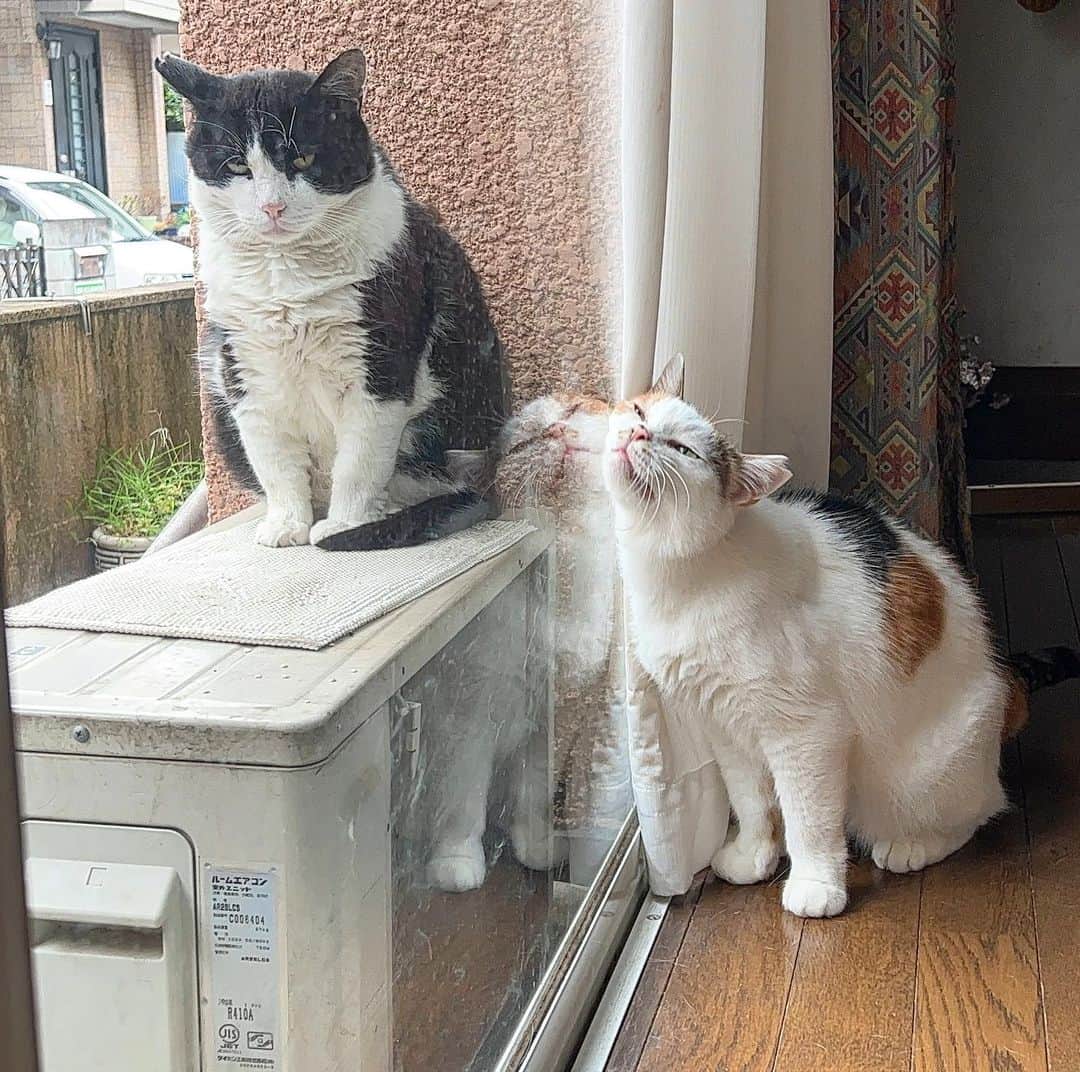 Kachimo Yoshimatsuのインスタグラム：「おはようイカスミ Good Morning Ikasumi  Mikekoは大丈夫そうだ｡  #うちの猫ら #猫 #ねこ #ニャンスタグラム #ikasumi #mikeko #にゃんすたぐらむ #ねこのきもち #cat #ネコ #catstagram #ネコ部 http://kachimo.exblog.jp」
