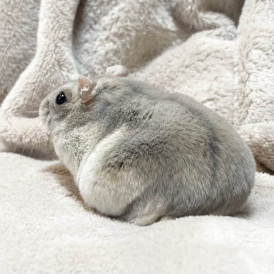 hamster_mocoのインスタグラム