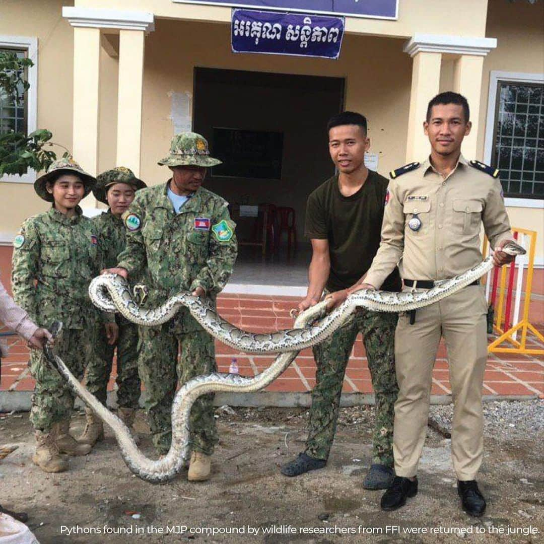 アンジェリーナ・ジョリーさんのインスタグラム写真 - (アンジェリーナ・ジョリーInstagram)「Southeast Asia is one of the most biologically diverse regions on Earth. The widespread use of snares is threatening the balance of this environment. Snares are animal traps shaped in the form of flexible noses made of cable, wire, or rope, and have caused a major decline in wildlife populations. Despite this there is some positive news to share. A Zero Snaring campaign was launched in Cambodia last year and has resulted in the removal of an estimated 40% of snares, and the confiscation of 50% of homemade guns, in protected areas like the one where my family has worked with a local team for over twenty years to try to slow deforestation and protect the forest and its wildlife. Our MJP team has camera traps in place at night to monitor wildlife activity and send these recent images  #ZeroSnaringCampaign #Cambodia #StopTheSnares     តំបន់អាស៊ីអាគ្នេយ៍ គឺជាភូមិសាស្តដែលសម្បូរទៅដោយជីវចម្រុះនានា ច្រើនជាងគេលើផែនដីយើងនេះ។ ភាពរីករាលដាលនៃការប្រើអន្ទាក់ចាប់សត្វគ្រប់ប្រភេទ បានក្លាយជាការគំរាមកំហែងដ៏ធ្ងន់ធ្ងរមួយ ដល់លំនឹងបរិស្ថានក្នុងតំបន់នេះ។ អន្ទាក់ គឺជាឧបករណ៍ឆ្មក់ចាប់សត្វ ដែលមានមាត់ច្រកបត់បែនបាន ធ្វើអំពីខ្សែកាបខ្នាតតូច ខ្សែលួស ឬក៏ខ្សែនីឡុង ហើយវាជាបច្ច័យដ៏ចំបងមួយក្នុងការធ្វើឲ្យបរិមាណសត្វព្រៃថយចុះយ៉ាងគំហុក។ ទោះបីជាយ៉ាងនេះក្តី ខ្ញុំទទួលបានដំណឹងល្អមួយ យកមកចែករំលែកជូននៅពេលនេះ។ យុទ្ធនាការអន្ទាក់សូន្យ ត្រូវបានផ្តួចផ្តើមឡើងនៅកម្ពុជា កាលពីឆ្នាំទៅ ហើយបានរួមចំណែក កាត់បន្ថយអន្ទាក់គ្រប់ប្រភេទ ជាង ៤០% រឹបអូសកាំភ្លើងកែច្នៃសម្រាប់បរបាញ់សត្វប្រមាណជា៥០% ចេញពីតំបន់ព្រៃការពារនានា រាប់ទាំងតំបន់មួយដែលគ្រួសារខ្ញុំ បានចូលរួមចំណែកជួយការពារអស់ជាង២០ឆ្នាំកន្លងទៅនេះ ដើម្បីទប់ស្កាត់ការបំផ្លាញព្រៃធម្មជាតិ និងសត្វព្រៃ។ ក្រុមការងារ បានដាក់ម៉ាស៊ីនថតស្វ័យប្រវត្តិ នៅតាមទីតាំងនានាក្នុងព្រៃដើម្បីសង្កេតមើលសត្វព្រៃ ហើយបានផ្ញើមកឲ្យខ្ញុំនូវរូបភាពថ្មីៗទាំងនេះ។」6月23日 10時51分 - angelinajolie