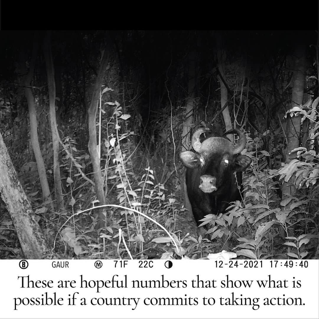 アンジェリーナ・ジョリーさんのインスタグラム写真 - (アンジェリーナ・ジョリーInstagram)「Southeast Asia is one of the most biologically diverse regions on Earth. The widespread use of snares is threatening the balance of this environment. Snares are animal traps shaped in the form of flexible noses made of cable, wire, or rope, and have caused a major decline in wildlife populations. Despite this there is some positive news to share. A Zero Snaring campaign was launched in Cambodia last year and has resulted in the removal of an estimated 40% of snares, and the confiscation of 50% of homemade guns, in protected areas like the one where my family has worked with a local team for over twenty years to try to slow deforestation and protect the forest and its wildlife. Our MJP team has camera traps in place at night to monitor wildlife activity and send these recent images  #ZeroSnaringCampaign #Cambodia #StopTheSnares     តំបន់អាស៊ីអាគ្នេយ៍ គឺជាភូមិសាស្តដែលសម្បូរទៅដោយជីវចម្រុះនានា ច្រើនជាងគេលើផែនដីយើងនេះ។ ភាពរីករាលដាលនៃការប្រើអន្ទាក់ចាប់សត្វគ្រប់ប្រភេទ បានក្លាយជាការគំរាមកំហែងដ៏ធ្ងន់ធ្ងរមួយ ដល់លំនឹងបរិស្ថានក្នុងតំបន់នេះ។ អន្ទាក់ គឺជាឧបករណ៍ឆ្មក់ចាប់សត្វ ដែលមានមាត់ច្រកបត់បែនបាន ធ្វើអំពីខ្សែកាបខ្នាតតូច ខ្សែលួស ឬក៏ខ្សែនីឡុង ហើយវាជាបច្ច័យដ៏ចំបងមួយក្នុងការធ្វើឲ្យបរិមាណសត្វព្រៃថយចុះយ៉ាងគំហុក។ ទោះបីជាយ៉ាងនេះក្តី ខ្ញុំទទួលបានដំណឹងល្អមួយ យកមកចែករំលែកជូននៅពេលនេះ។ យុទ្ធនាការអន្ទាក់សូន្យ ត្រូវបានផ្តួចផ្តើមឡើងនៅកម្ពុជា កាលពីឆ្នាំទៅ ហើយបានរួមចំណែក កាត់បន្ថយអន្ទាក់គ្រប់ប្រភេទ ជាង ៤០% រឹបអូសកាំភ្លើងកែច្នៃសម្រាប់បរបាញ់សត្វប្រមាណជា៥០% ចេញពីតំបន់ព្រៃការពារនានា រាប់ទាំងតំបន់មួយដែលគ្រួសារខ្ញុំ បានចូលរួមចំណែកជួយការពារអស់ជាង២០ឆ្នាំកន្លងទៅនេះ ដើម្បីទប់ស្កាត់ការបំផ្លាញព្រៃធម្មជាតិ និងសត្វព្រៃ។ ក្រុមការងារ បានដាក់ម៉ាស៊ីនថតស្វ័យប្រវត្តិ នៅតាមទីតាំងនានាក្នុងព្រៃដើម្បីសង្កេតមើលសត្វព្រៃ ហើយបានផ្ញើមកឲ្យខ្ញុំនូវរូបភាពថ្មីៗទាំងនេះ។」6月23日 10時51分 - angelinajolie