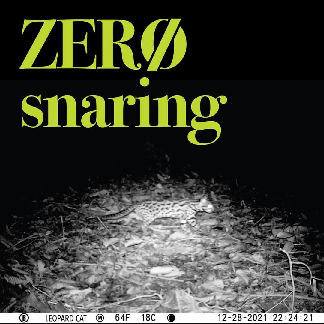 アンジェリーナ・ジョリーさんのインスタグラム写真 - (アンジェリーナ・ジョリーInstagram)「Southeast Asia is one of the most biologically diverse regions on Earth. The widespread use of snares is threatening the balance of this environment. Snares are animal traps shaped in the form of flexible noses made of cable, wire, or rope, and have caused a major decline in wildlife populations. Despite this there is some positive news to share. A Zero Snaring campaign was launched in Cambodia last year and has resulted in the removal of an estimated 40% of snares, and the confiscation of 50% of homemade guns, in protected areas like the one where my family has worked with a local team for over twenty years to try to slow deforestation and protect the forest and its wildlife. Our MJP team has camera traps in place at night to monitor wildlife activity and send these recent images  #ZeroSnaringCampaign #Cambodia #StopTheSnares     តំបន់អាស៊ីអាគ្នេយ៍ គឺជាភូមិសាស្តដែលសម្បូរទៅដោយជីវចម្រុះនានា ច្រើនជាងគេលើផែនដីយើងនេះ។ ភាពរីករាលដាលនៃការប្រើអន្ទាក់ចាប់សត្វគ្រប់ប្រភេទ បានក្លាយជាការគំរាមកំហែងដ៏ធ្ងន់ធ្ងរមួយ ដល់លំនឹងបរិស្ថានក្នុងតំបន់នេះ។ អន្ទាក់ គឺជាឧបករណ៍ឆ្មក់ចាប់សត្វ ដែលមានមាត់ច្រកបត់បែនបាន ធ្វើអំពីខ្សែកាបខ្នាតតូច ខ្សែលួស ឬក៏ខ្សែនីឡុង ហើយវាជាបច្ច័យដ៏ចំបងមួយក្នុងការធ្វើឲ្យបរិមាណសត្វព្រៃថយចុះយ៉ាងគំហុក។ ទោះបីជាយ៉ាងនេះក្តី ខ្ញុំទទួលបានដំណឹងល្អមួយ យកមកចែករំលែកជូននៅពេលនេះ។ យុទ្ធនាការអន្ទាក់សូន្យ ត្រូវបានផ្តួចផ្តើមឡើងនៅកម្ពុជា កាលពីឆ្នាំទៅ ហើយបានរួមចំណែក កាត់បន្ថយអន្ទាក់គ្រប់ប្រភេទ ជាង ៤០% រឹបអូសកាំភ្លើងកែច្នៃសម្រាប់បរបាញ់សត្វប្រមាណជា៥០% ចេញពីតំបន់ព្រៃការពារនានា រាប់ទាំងតំបន់មួយដែលគ្រួសារខ្ញុំ បានចូលរួមចំណែកជួយការពារអស់ជាង២០ឆ្នាំកន្លងទៅនេះ ដើម្បីទប់ស្កាត់ការបំផ្លាញព្រៃធម្មជាតិ និងសត្វព្រៃ។ ក្រុមការងារ បានដាក់ម៉ាស៊ីនថតស្វ័យប្រវត្តិ នៅតាមទីតាំងនានាក្នុងព្រៃដើម្បីសង្កេតមើលសត្វព្រៃ ហើយបានផ្ញើមកឲ្យខ្ញុំនូវរូបភាពថ្មីៗទាំងនេះ។」6月23日 10時51分 - angelinajolie