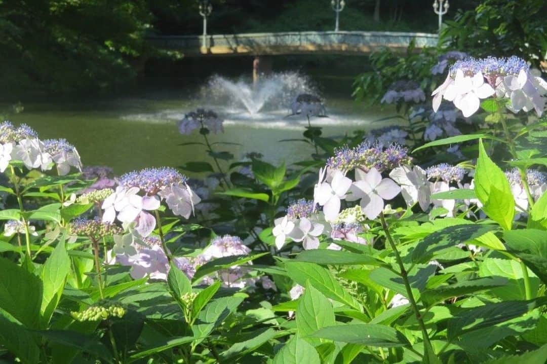 のインスタグラム：「Campus Seasonal Photos June② Nature photos of the campus. #discoversoka #sodaigram #sodaipictures #sokauniversity #創価大学 #hachioji #八王子 #tokyo #東京 #campus #キャンパス #university #大学 #students #学生 #nature #自然 #June #水無月 #summer #夏 #fourseasons #四季 #environment #環境」