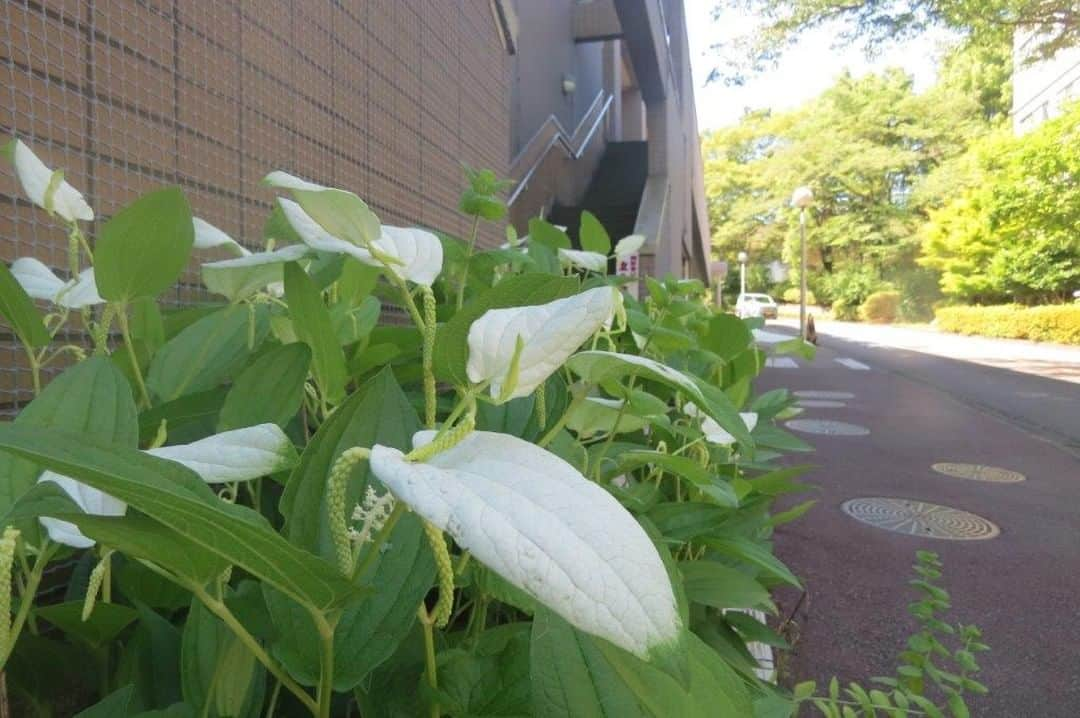 Soka Universityさんのインスタグラム写真 - (Soka UniversityInstagram)「Campus Seasonal Photos June② Nature photos of the campus. #discoversoka #sodaigram #sodaipictures #sokauniversity #創価大学 #hachioji #八王子 #tokyo #東京 #campus #キャンパス #university #大学 #students #学生 #nature #自然 #June #水無月 #summer #夏 #fourseasons #四季 #environment #環境」6月23日 11時23分 - sokauniversity