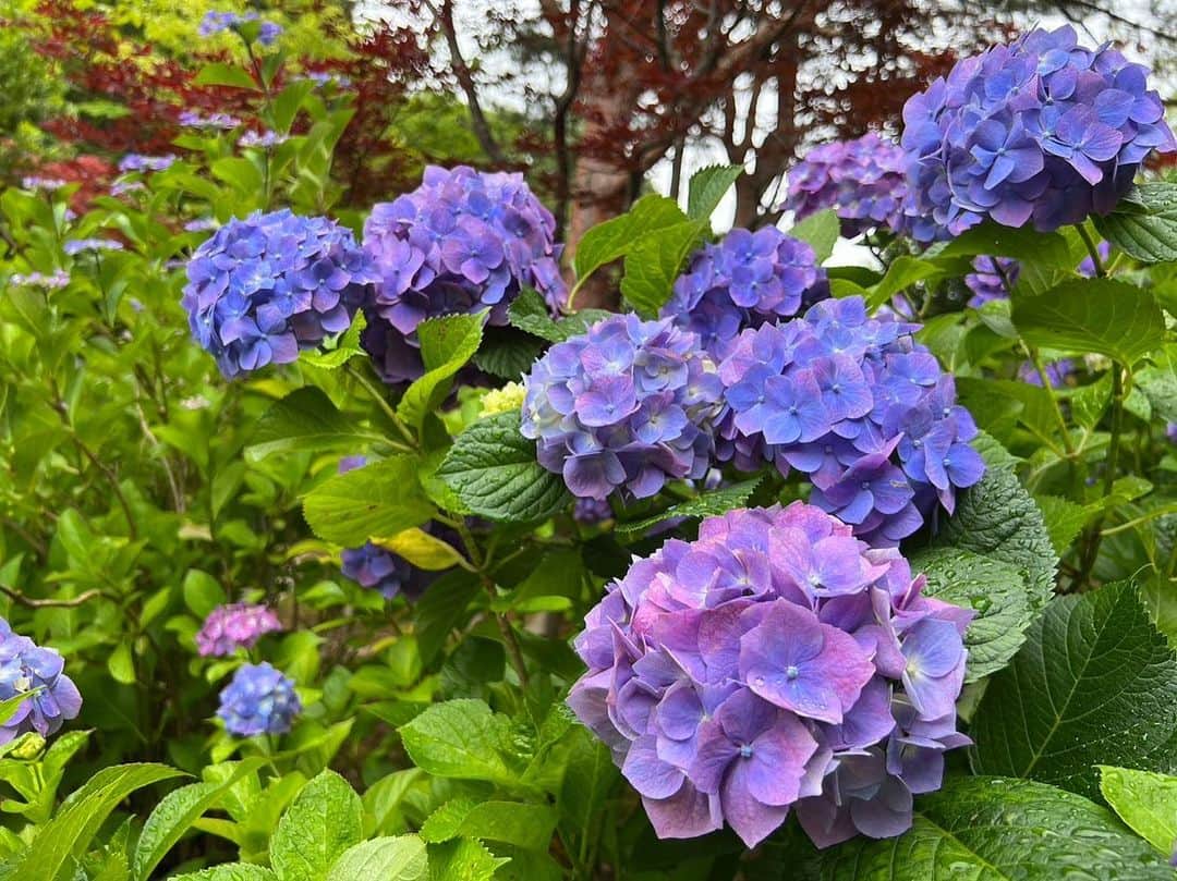 天然かのんさんのインスタグラム写真 - (天然かのんInstagram)「紫陽花💜🩵  #紫陽花」6月23日 11時43分 - amane__mizuki1222