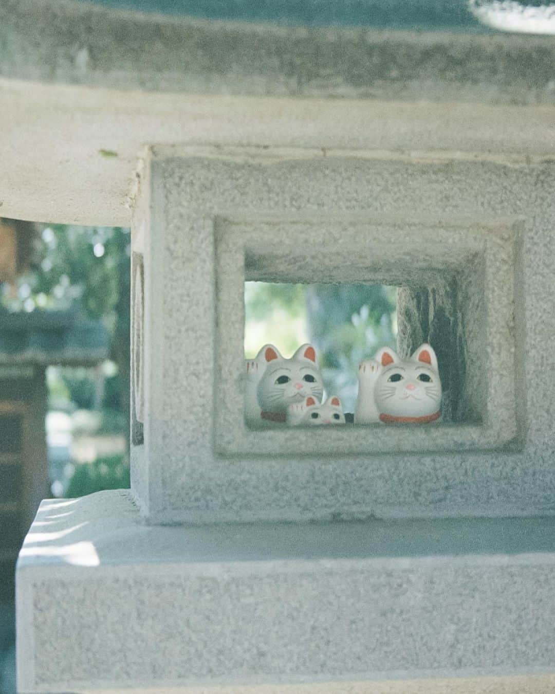小川紗良のインスタグラム：「#film #filmphotography #cat #temple #お寺 #招き猫」