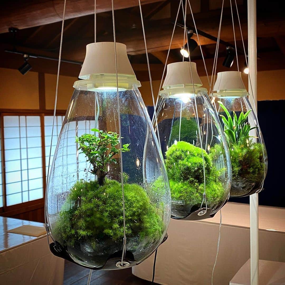 のインスタグラム：「梅雨のおかげ横丁 企画展「苔を楽しむ」  日　時／令和5年6月17日（土）～6月25日（日） 10：00～17：00 場　所／伊勢路名産味の館2階「大黒ホール」 協　力／岡山コケの会関西支部、岡山コケの会伊勢支部  #mosslight #モスライト#伊勢神宮#おかげ横丁#テラリウム」