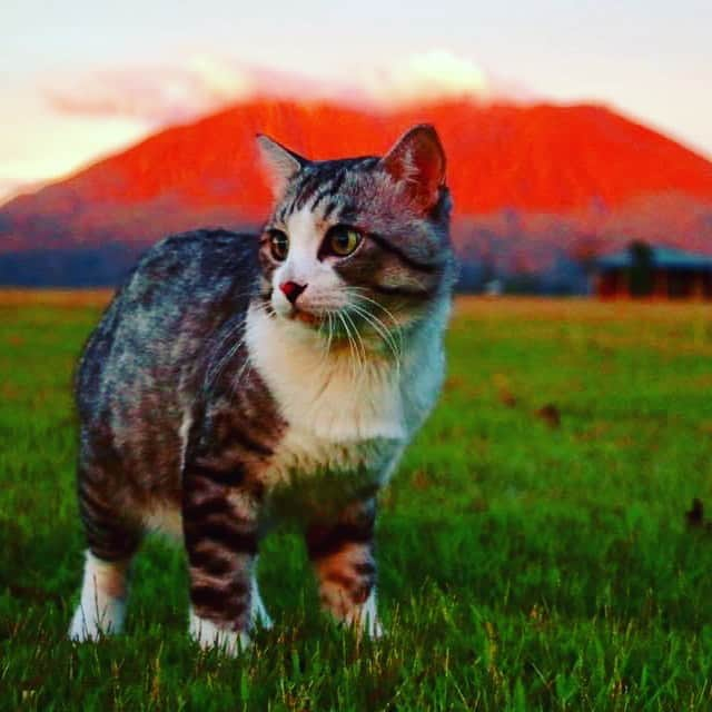 Nyankichi Noranekoのインスタグラム：「燃える男と桜島🌋😸  #猫 #cat #고양이 #แมว #貓 #кошка #qata #chat #ニャンスタグラム #gato #catsofinstagram #ねこ部 #旅猫 #cats #ニャン吉 #猫写真 #ねこ #seekor #ネコ #kitty #catlover #kucing #kucinglucu #猫好き #猫好きな人と繋がりたい #いけにゃん #イケニャン」