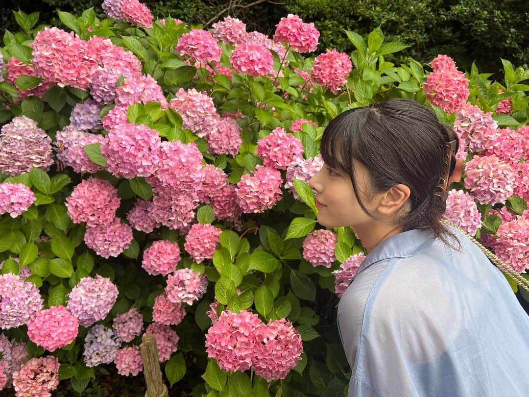 栗田桃花さんのインスタグラム写真 - (栗田桃花Instagram)「紫陽花畑に行きました  白青紫ピンク赤、色とりどりの紫陽花の中を歩いて、普段はジメジメして苦手な梅雨の空気も、好きだなーと感じられる空間でした.*･ﾟ やっぱり植物はいいですね…。  #紫陽花 #あじさい #梅雨 #紫陽花畑 #大鐘家」6月23日 18時31分 - kurimomo330