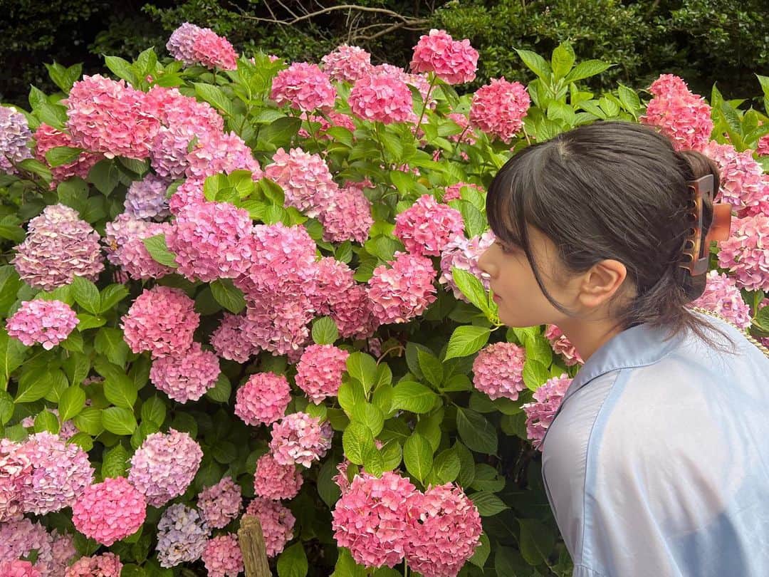 栗田桃花のインスタグラム：「紫陽花畑に行きました  白青紫ピンク赤、色とりどりの紫陽花の中を歩いて、普段はジメジメして苦手な梅雨の空気も、好きだなーと感じられる空間でした.*･ﾟ やっぱり植物はいいですね…。  #紫陽花 #あじさい #梅雨 #紫陽花畑 #大鐘家」