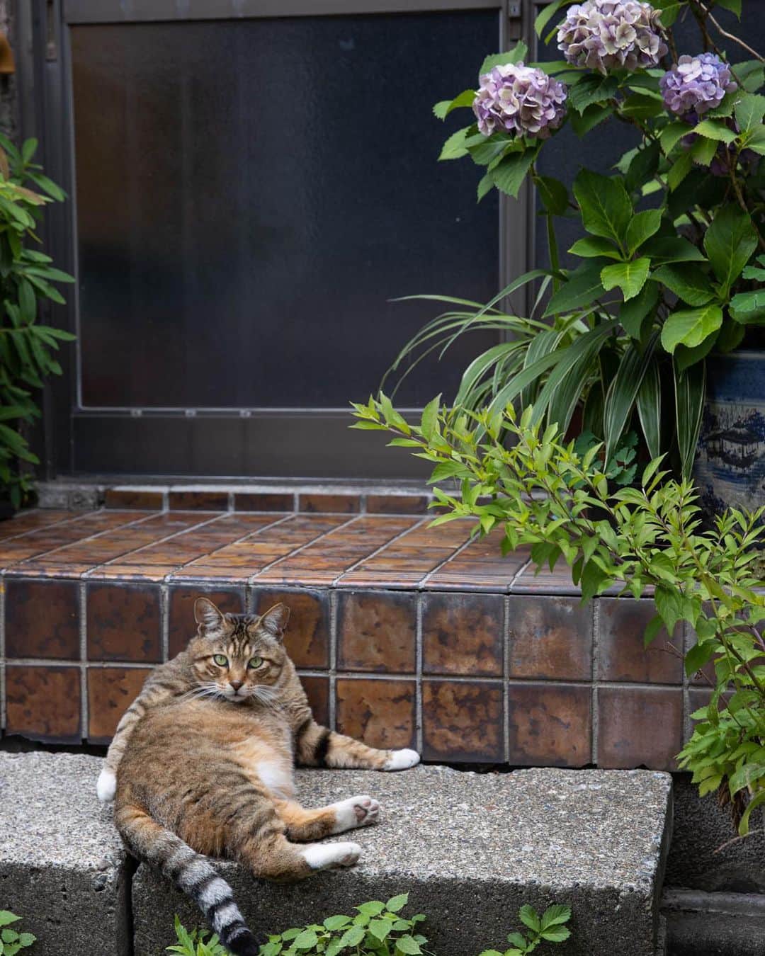 Masayukiのインスタグラム：「ずっしり。  #cat #ねこ #猫 #東京カメラ部 #nekoclub  #mmgtw #my_eos_photo  #yourshotphotographer」