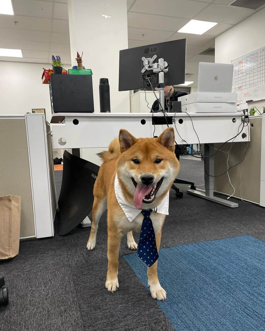 8crapさんのインスタグラム写真 - (8crapInstagram)「When I say I work like a dog 🐕 Happy Take Your Dog to Work Day! - 📷 @thechikishiba - #️⃣ Hashtag #BarkedDogAtWork on videos/photos of your dog at work (Work from home counts too!) to share with us! - #barked #NationalTakeYourDogToWorkDay #TakeYourDogToWorkDay #dog #doggo #ShibaInu #Shiba」6月23日 14時05分 - barked