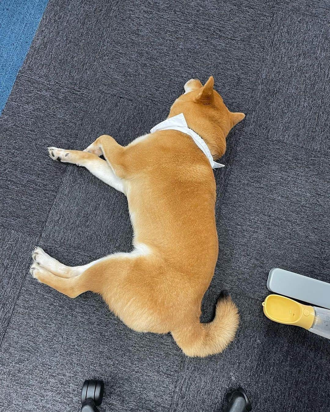 8crapさんのインスタグラム写真 - (8crapInstagram)「When I say I work like a dog 🐕 Happy Take Your Dog to Work Day! - 📷 @thechikishiba - #️⃣ Hashtag #BarkedDogAtWork on videos/photos of your dog at work (Work from home counts too!) to share with us! - #barked #NationalTakeYourDogToWorkDay #TakeYourDogToWorkDay #dog #doggo #ShibaInu #Shiba」6月23日 14時05分 - barked