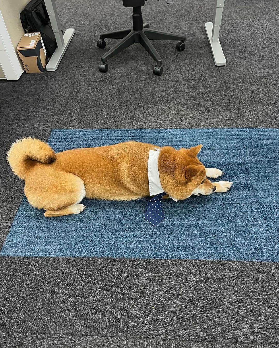 8crapさんのインスタグラム写真 - (8crapInstagram)「When I say I work like a dog 🐕 Happy Take Your Dog to Work Day! - 📷 @thechikishiba - #️⃣ Hashtag #BarkedDogAtWork on videos/photos of your dog at work (Work from home counts too!) to share with us! - #barked #NationalTakeYourDogToWorkDay #TakeYourDogToWorkDay #dog #doggo #ShibaInu #Shiba」6月23日 14時05分 - barked