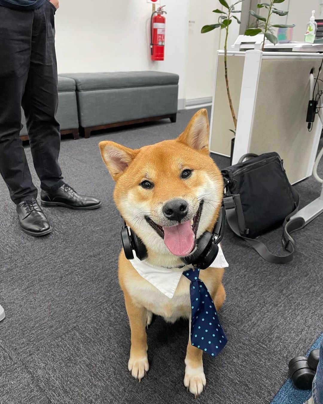 8crapのインスタグラム：「When I say I work like a dog 🐕 Happy Take Your Dog to Work Day! - 📷 @thechikishiba - #️⃣ Hashtag #BarkedDogAtWork on videos/photos of your dog at work (Work from home counts too!) to share with us! - #barked #NationalTakeYourDogToWorkDay #TakeYourDogToWorkDay #dog #doggo #ShibaInu #Shiba」