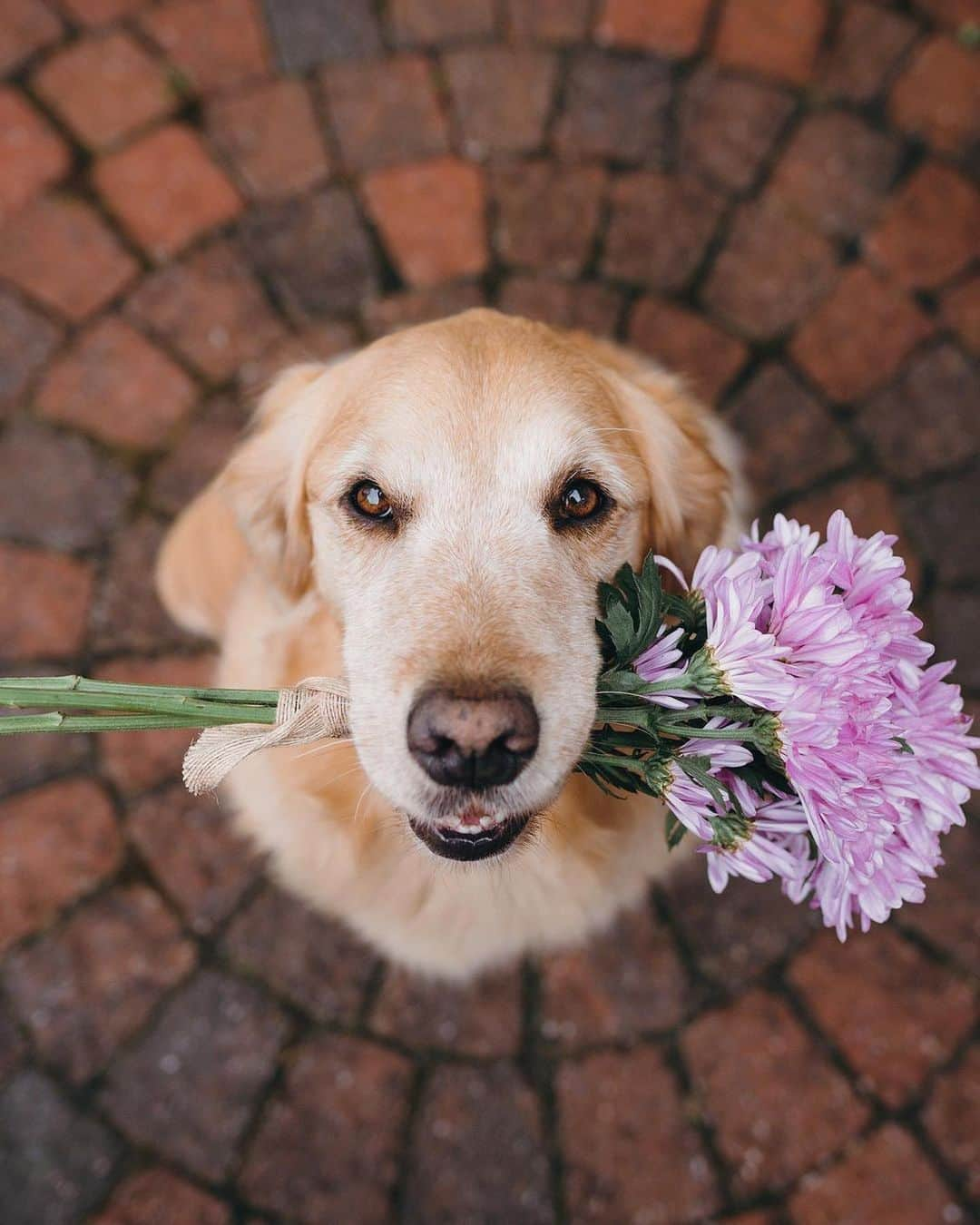 8crapさんのインスタグラム写真 - (8crapInstagram)「“Will you accept these flowers? 💐” - 📷 @lizzie.bear - #barked #dog #doggo #GoldenRetriever」6月24日 0時30分 - barked