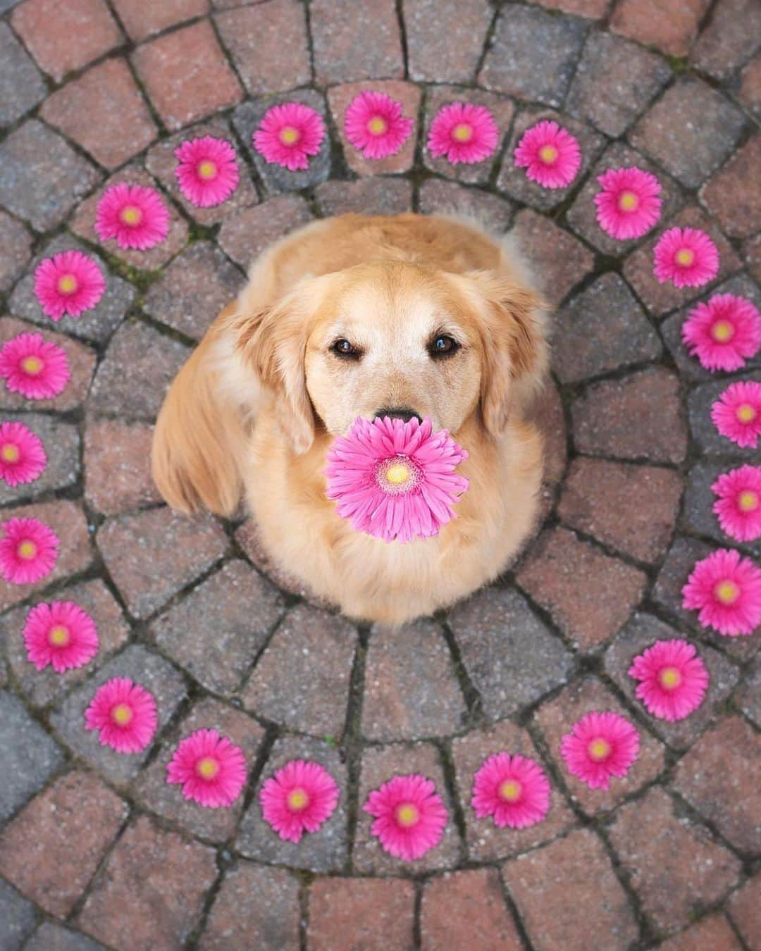 8crapさんのインスタグラム写真 - (8crapInstagram)「“Will you accept these flowers? 💐” - 📷 @lizzie.bear - #barked #dog #doggo #GoldenRetriever」6月24日 0時30分 - barked