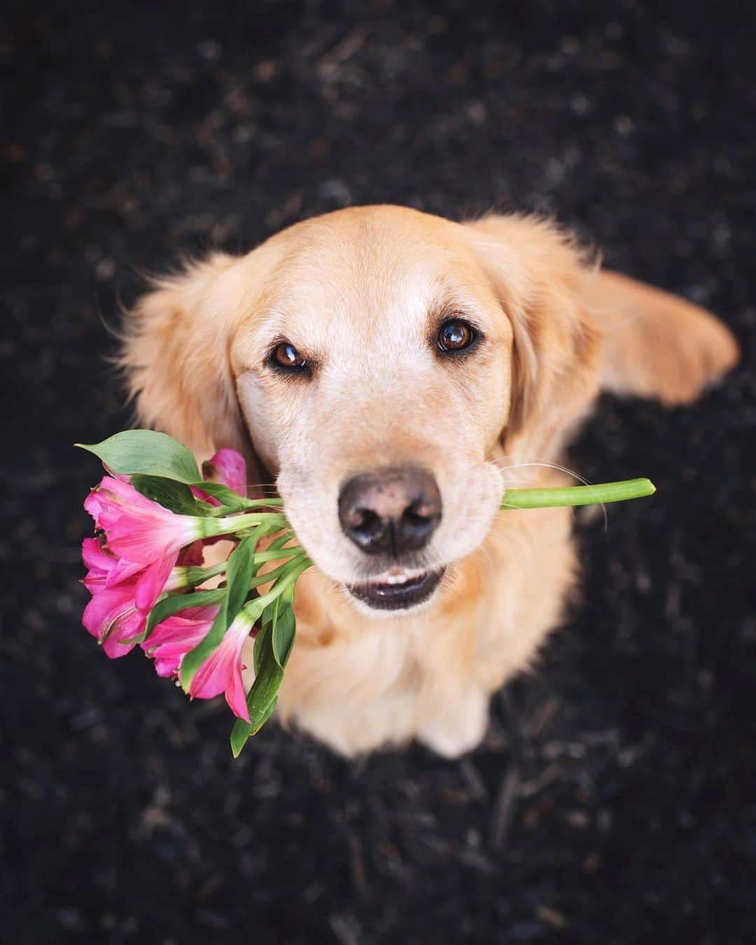 8crapさんのインスタグラム写真 - (8crapInstagram)「“Will you accept these flowers? 💐” - 📷 @lizzie.bear - #barked #dog #doggo #GoldenRetriever」6月24日 0時30分 - barked