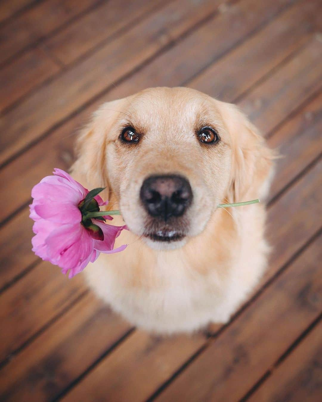 8crapさんのインスタグラム写真 - (8crapInstagram)「“Will you accept these flowers? 💐” - 📷 @lizzie.bear - #barked #dog #doggo #GoldenRetriever」6月24日 0時30分 - barked