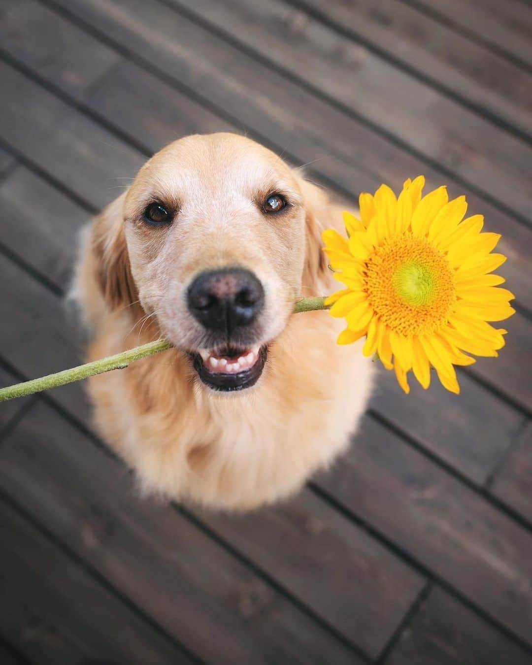 8crapさんのインスタグラム写真 - (8crapInstagram)「“Will you accept these flowers? 💐” - 📷 @lizzie.bear - #barked #dog #doggo #GoldenRetriever」6月24日 0時30分 - barked