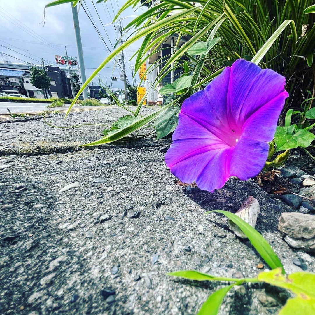 伊地健治のインスタグラム：「・ ・ けさ 道端に逞しく咲く 琉球アサガオを 見つけました🟣  #沖縄慰霊の日」