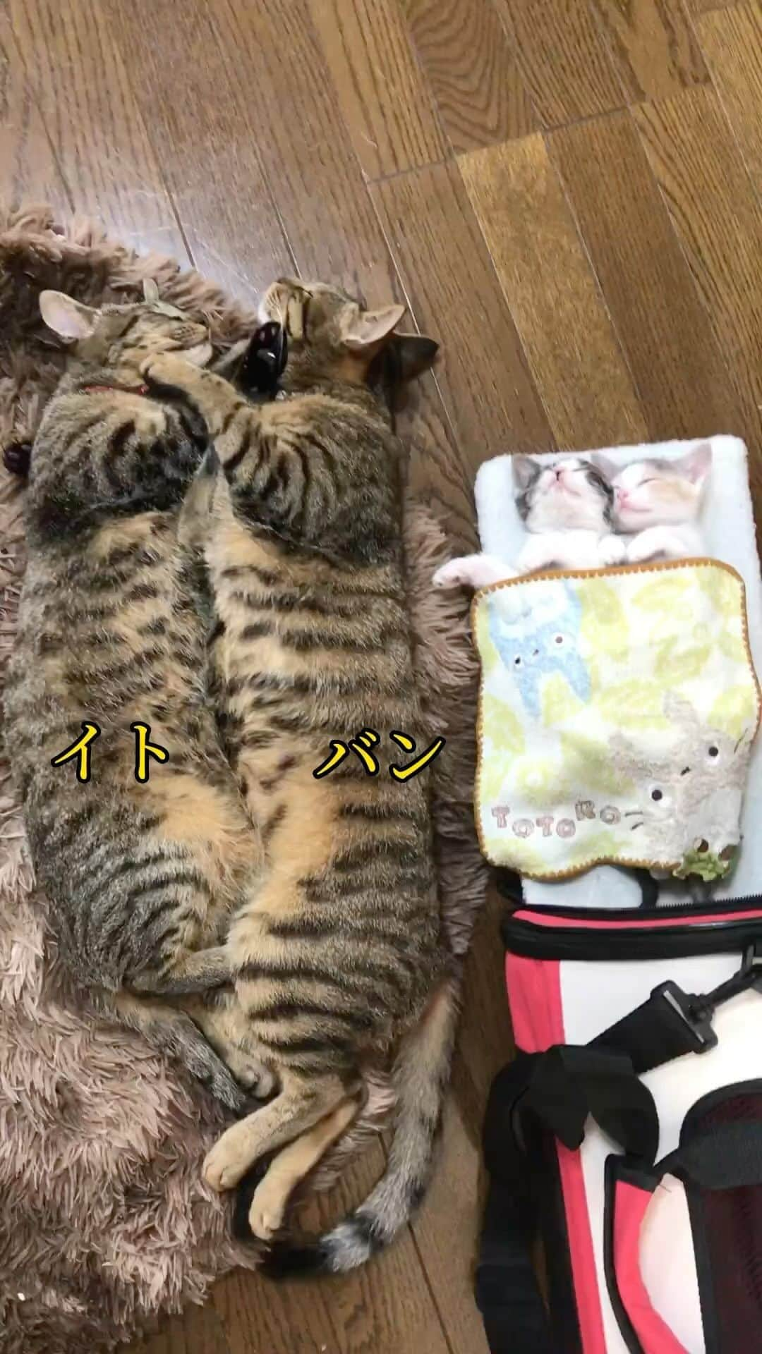 midoriのインスタグラム