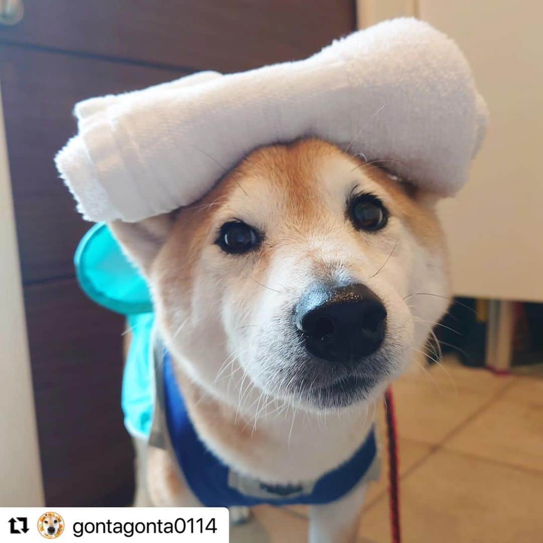【公式】いぬのきもち・ねこのきもちのインスタグラム：「#Repost @gontagonta0114 さんのゴン太くん。  銭湯スタイル似合ってるよ😁  雨の中、お散歩おつかれさま☔️  ハッシュタグ #いぬのきもち #ねこのきもち に投稿いただいた可愛い写真をご紹介しています！ 「いぬのきもちWEB　MAGAZINE」、「ねこのきもちWEB MAGAZINE」でもご紹介させていただくことも！  -------------------  .  #いぬ #いぬすたぐらむ #いぬのいる暮らし #いぬのきもち #いぬ好き #犬 #犬好きさんと繋がりたい #犬のいる生活 #犬と暮らす #犬好き #dog #dogsofinstagram #dogstagram  #柴犬」