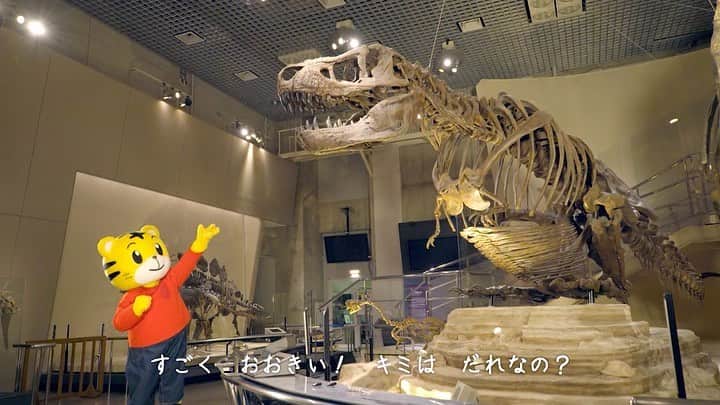 ShimaWowStaff Shimajiroさんのインスタグラム写真 - (ShimaWowStaff ShimajiroInstagram)「明日の放送は📺 【わお！がいっぱいミュージアム】 ／ 古代の生物がたくさん登場🎉 ＼ ミュージアムにはわお！がいっぱい👏✨ ドキドキがつまった空間をラップで表現したダンス曲🕺  【とうめいひょうほん】 動物が透明でカラフルに⁉️💎 宝石のような綺麗な標本を観察できます👀  お楽しみに～🎉 *************** テレビ番組「しまじろうのわお！」はテレビ東京系列とBS11にて放送されています📡 YouTubeでも見逃し配信中🐯▶️  #しまじろうのわお #しまじろう」6月23日 16時10分 - shimajiro.wow