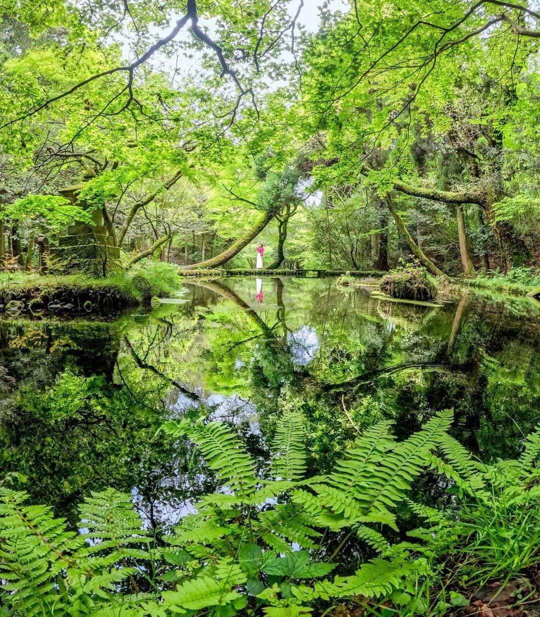 のインスタグラム：「緑に囲まれるパラダイス🌲🌳🌴 この作品で @fuji_sun___ は #GoProアワード $250を獲得。おめでとうございます！ お気に入りの作品を @Quik アプリ、またはGoPro.com/Awardsから応募して賞金をゲットしよう！ ・ ・ ・ #GoPro #GoProJP #GoProのある生活 #熊本 #森 #森林 #林 #自然 #Forest」