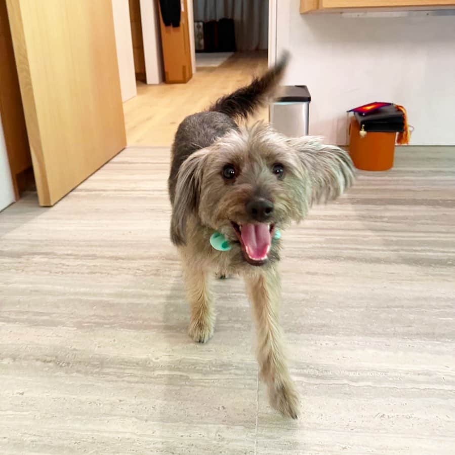 ジェームズ・ガンのインスタグラム：「happy af #ozuthedog」