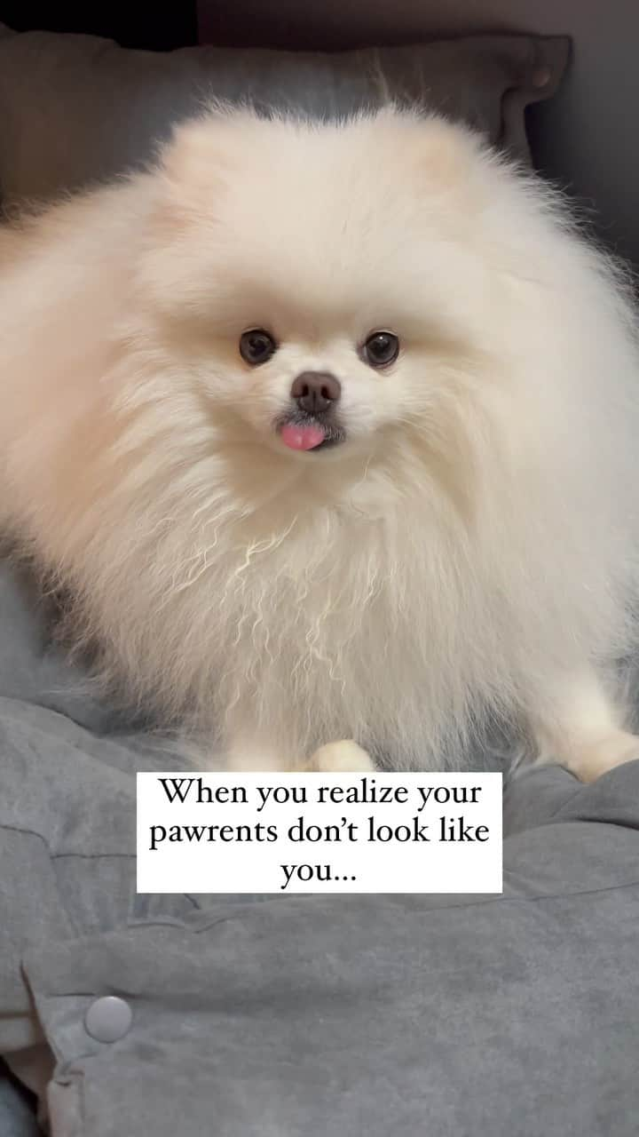 Mochi the Orkyehのインスタグラム：「When you realize your pawrents don’t look like you…」