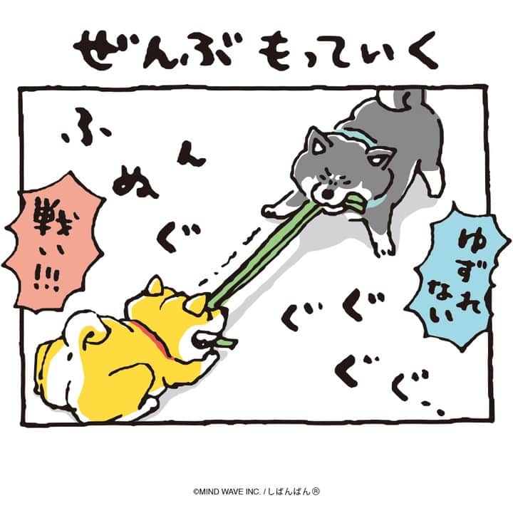 オオゴシヤステルのインスタグラム：「🟠第203話🟠  ぜんぶもっていく💨  【過去マンガはこちら】 👉 #しばんばんまんが  #今日のしばんばん #しばんばん #shibanban #むちころばんばん #muchicorobanban #微笑柴犬 #マインドウェイブ #mindwave #オオゴシヤステル #柴犬 #しばいぬ #shibainu」