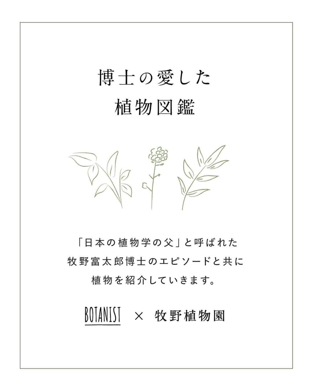 botanist officialさんのインスタグラム写真 - (botanist officialInstagram)「【博士の愛した植物図鑑 #シーボルトノキ 】 日本を代表する植物博士である、牧野富太郎博士のエピソードと共に植物を紹介する #博士の愛した植物図鑑 🌿  今日は『シーボルトノキ』をご紹介✍️ “シーボルト”とは、人の名前であり、何者かと言うと…。 詳しくは、画像をスワイプしてチェック💡  from 牧野植物園にて、植物図鑑を配信中。 #博士の愛した植物図鑑 ハッシュタグから他の投稿も是非チェックしてみてね♪  #BOTANISTfrom牧野植物園 #BOTANIST #ボタニスト #botanicalbeauty」6月23日 19時03分 - botanist_official