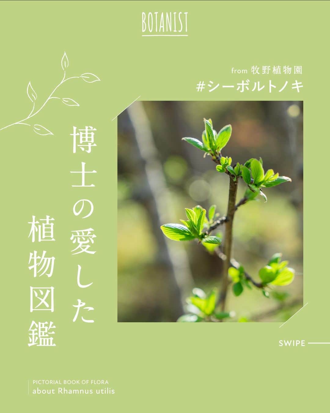 のインスタグラム：「【博士の愛した植物図鑑 #シーボルトノキ 】 日本を代表する植物博士である、牧野富太郎博士のエピソードと共に植物を紹介する #博士の愛した植物図鑑 🌿  今日は『シーボルトノキ』をご紹介✍️ “シーボルト”とは、人の名前であり、何者かと言うと…。 詳しくは、画像をスワイプしてチェック💡  from 牧野植物園にて、植物図鑑を配信中。 #博士の愛した植物図鑑 ハッシュタグから他の投稿も是非チェックしてみてね♪  #BOTANISTfrom牧野植物園 #BOTANIST #ボタニスト #botanicalbeauty」