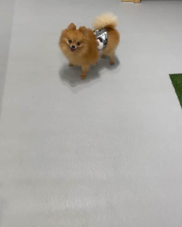 のインスタグラム：「ちなみに ドッグカフェの 保護犬ちゃん達と うちのみるくちゃんです。 遊びに来てあげて下さいね^_^🙌」